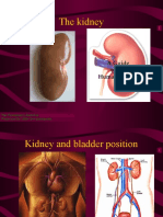 The Kidney: This Powerpoint Is Hosted On Please Visit For 1000+ Free Powerpoints