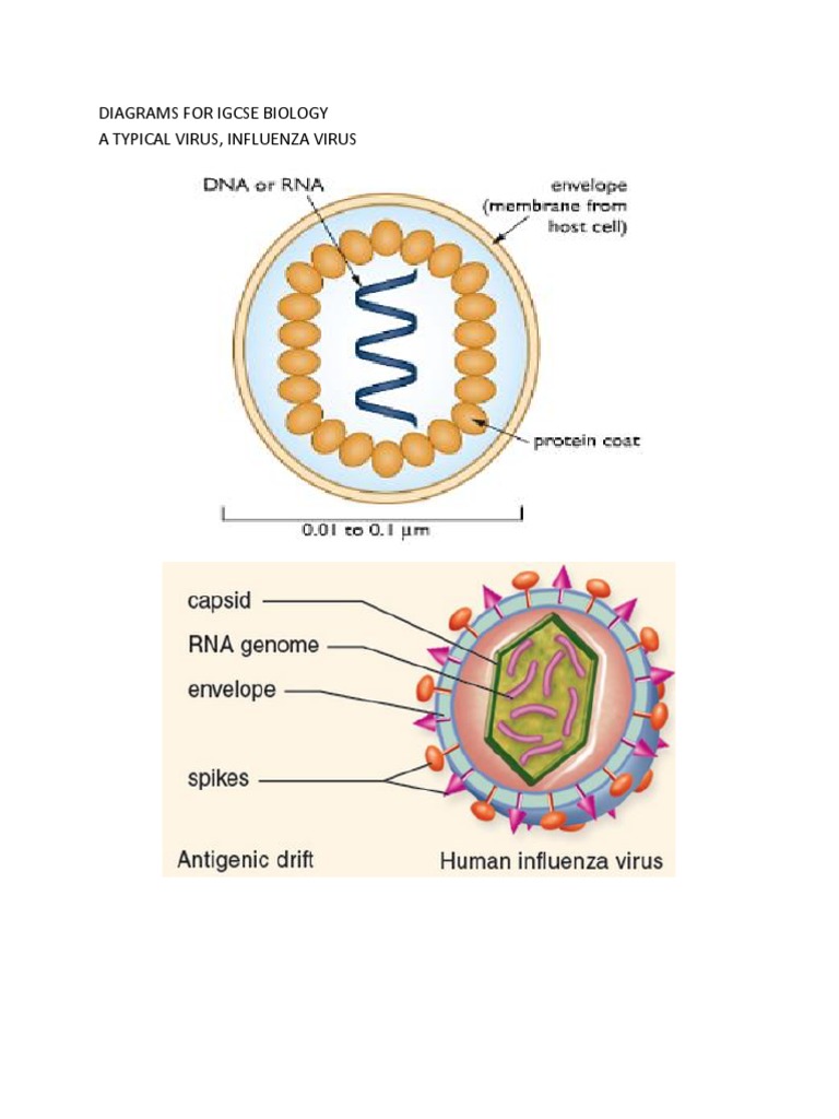 Diagrams for Igcse Biology