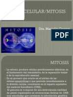 mitosis.pdf