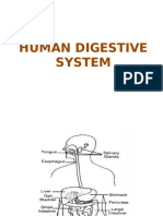 SC c2 Form2 Digestive System