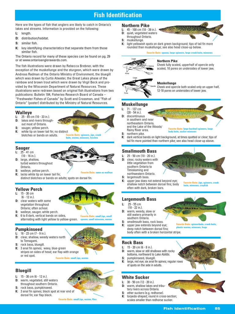 Ontario Fish Identification Chart