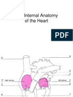 Internal Anatomy of The Heart