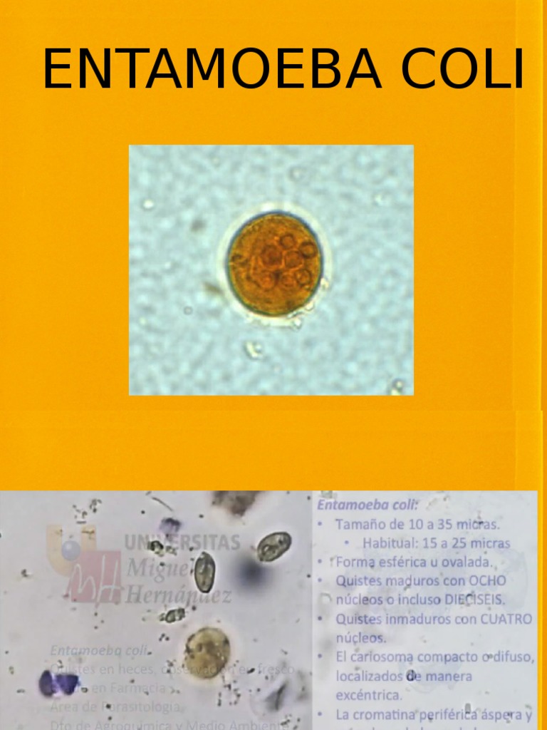 Entamoeba Coli PDF