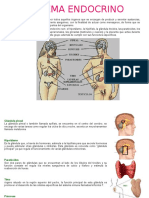 Sistema Endocrino