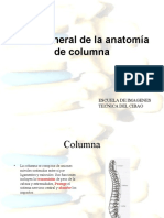 Anatomia Columna