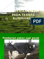 Pakan Sapi Perah