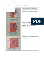 Implantasi Blastiokista
