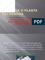 Orhideea o Planta Decorativa