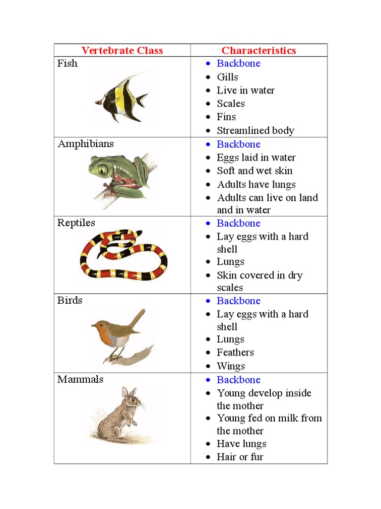 Characteristics of Vertebrate Classes | PDF