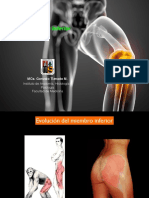 Musculos Miembro Inferior muscle Prof Tiznado