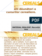 Daunatorii Cerealelor