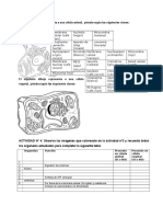 Actividades Para Trabajar La Célula
