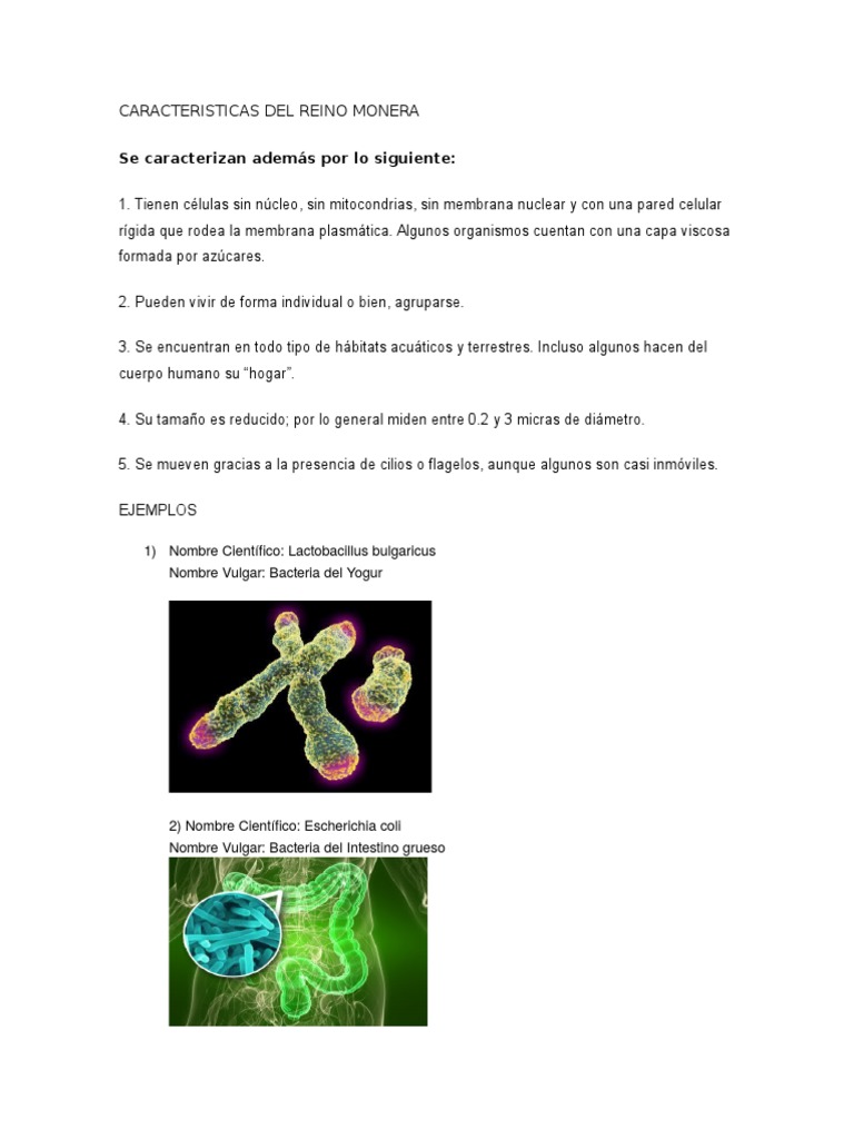 Características del Reino Monera | PDF | Plantas | Biología Celular)