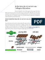 Quá Trình Lão Hóa Da Và Vai Trò C A Collagen Glycation