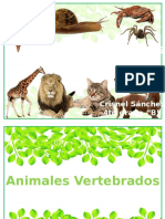 Animales Vertebrados e Invertebrados