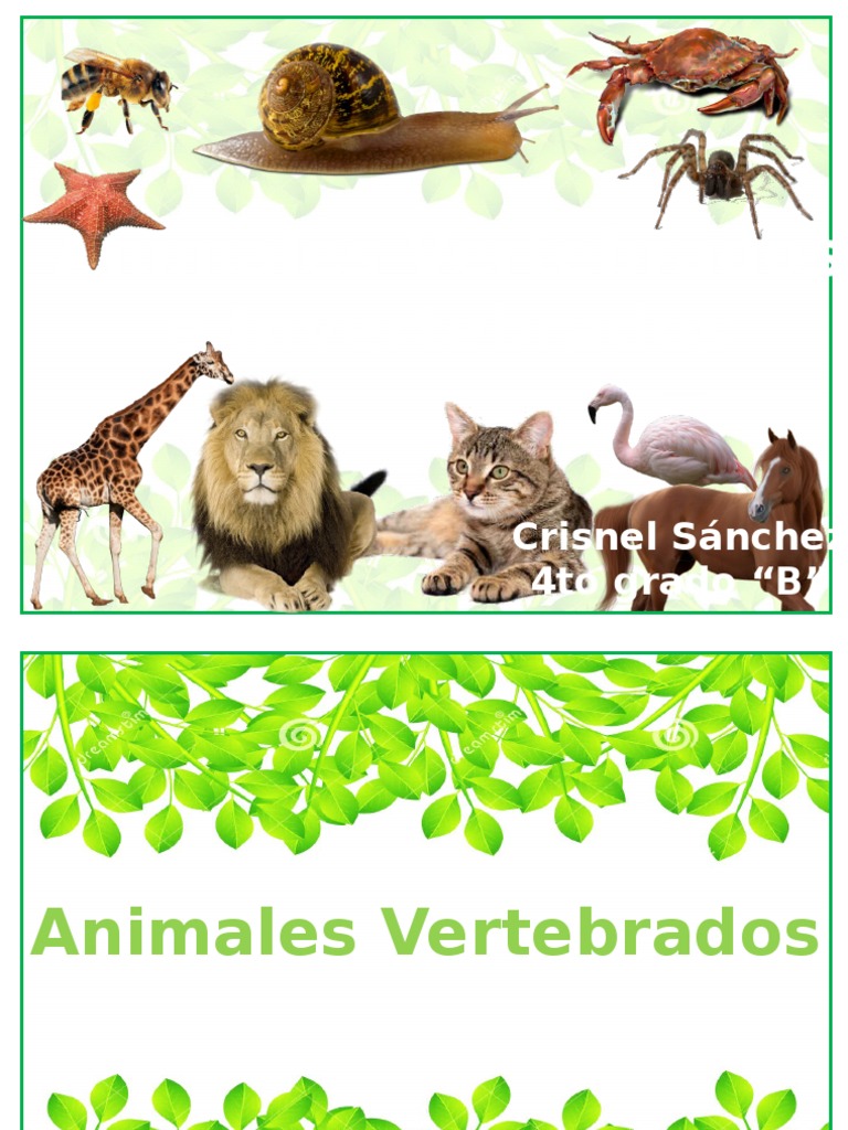 Animales Vertebrados e Invertebrados