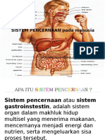 Sistem Pencernaan Pada Manusia