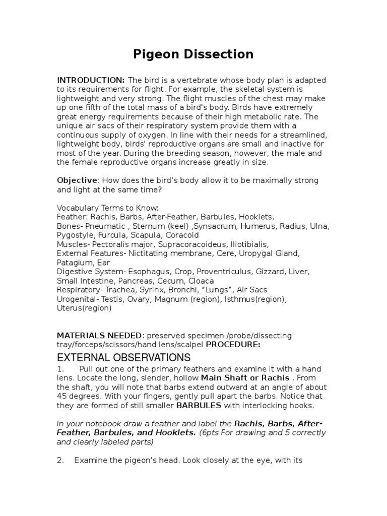 Pigeon Dissection | Digestion | Respiratory System