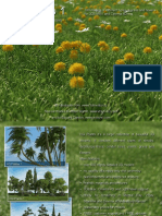 HQ Grass 1