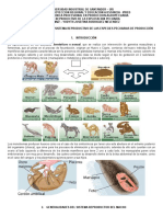 Sistema reproductor animales producción