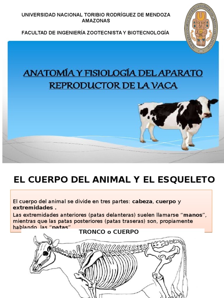 Aparato Reproductor de La Vaca 1 PDF Vagina Pelvis