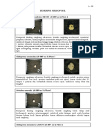 Foraminifera