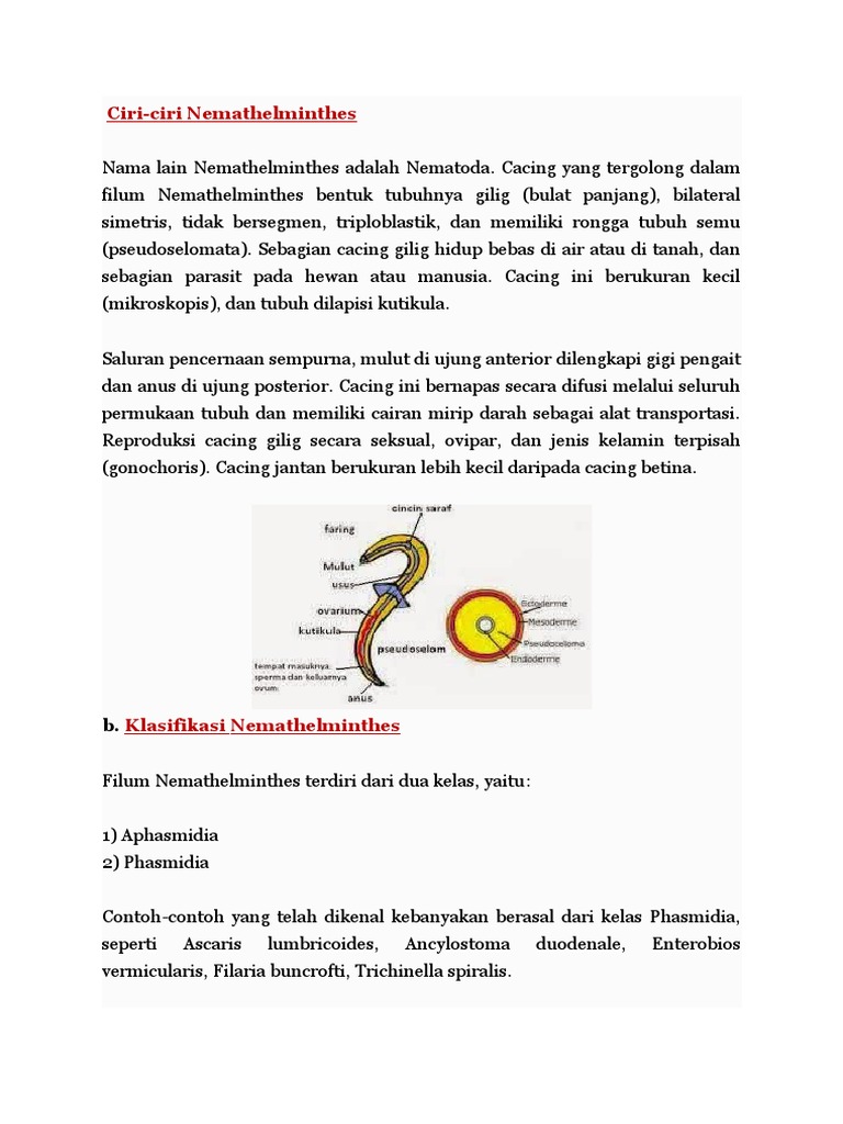 5300 Koleksi Contoh Gambar Hewan Filum Nemathelminthes Gratis