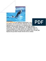 Los DelfinesLos Delfines Pertenecen a Un Grupo de Mamíferos Marinos Llamados Cetáceos Con Dientes