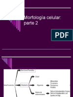 Morfología Celular 2
