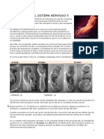 Neurulación y formación del tubo neural