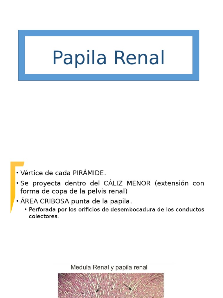 Papila Renal | PDF | Ciencias sociales