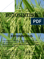 FOTOSINTESIS tumbuhan