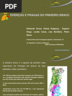 Pragas e doenças do pinheiro bravo
