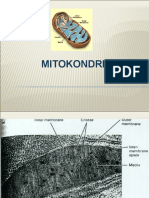 Mitokondria 5