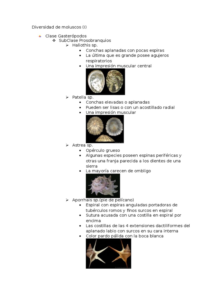 1 - Práctica Moluscos I | PDF | Moluscos | Moluscos