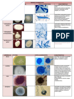 Dermatofitos y hongos filamentosos: morfología y características