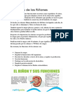 Funciones de Los Riñones