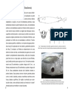 Isistius Brasiliensis pt1