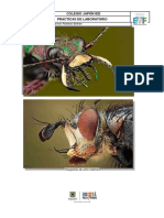 Guia Laboratorio # 1 Anatomia de Insectos