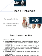 Anatomía e Histología 02