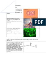 Clasificación de las neuronas.docx