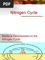 Download Nitrogen Cycle by misterbrowneryahoocom SN3071216 doc pdf