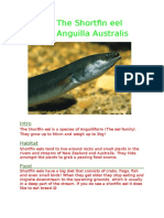 The Shortfin Eel Anguilla Australis: Intro