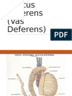 Ductus Deferens1