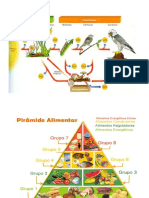 Cadeia Alimentar e Pirâmide Alimentar