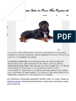 Perros Chihuahueños. Datos Sobre Los Perros Más Pequeños Del Mundo