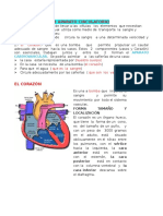 Sistema Cardiovascular