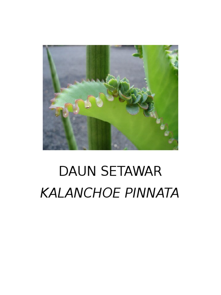 DAUN SETAWAR
