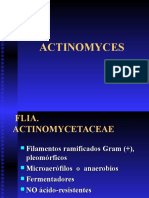 ACTINOMYCES