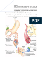 Metabolisme Kolesterol